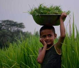 Curabitur ac neque at arcu